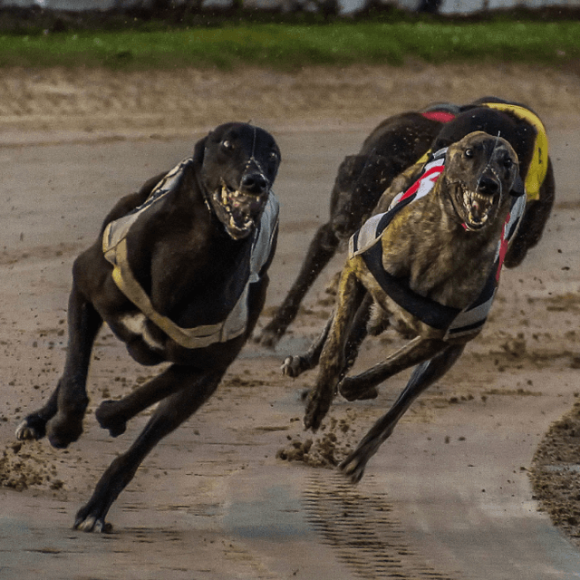 Greyhound Guru